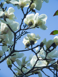 玉兰花 白玉兰