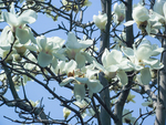 玉兰花 白玉兰