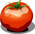 西红柿插图