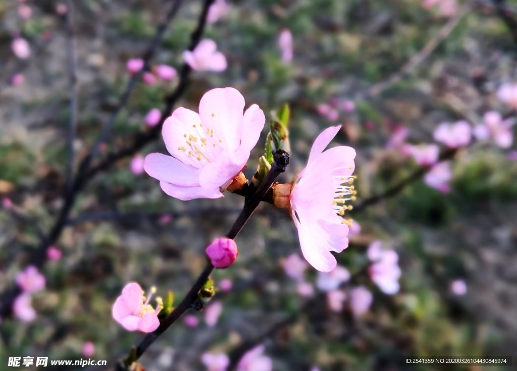 春花烂漫