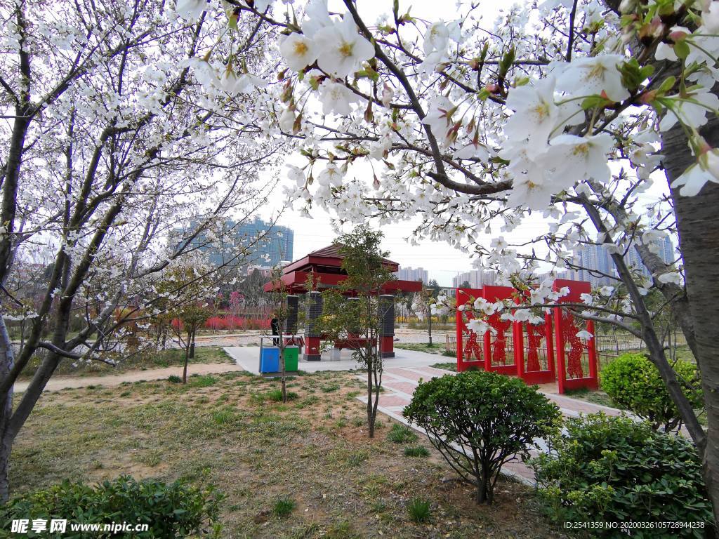 樱花和凉亭