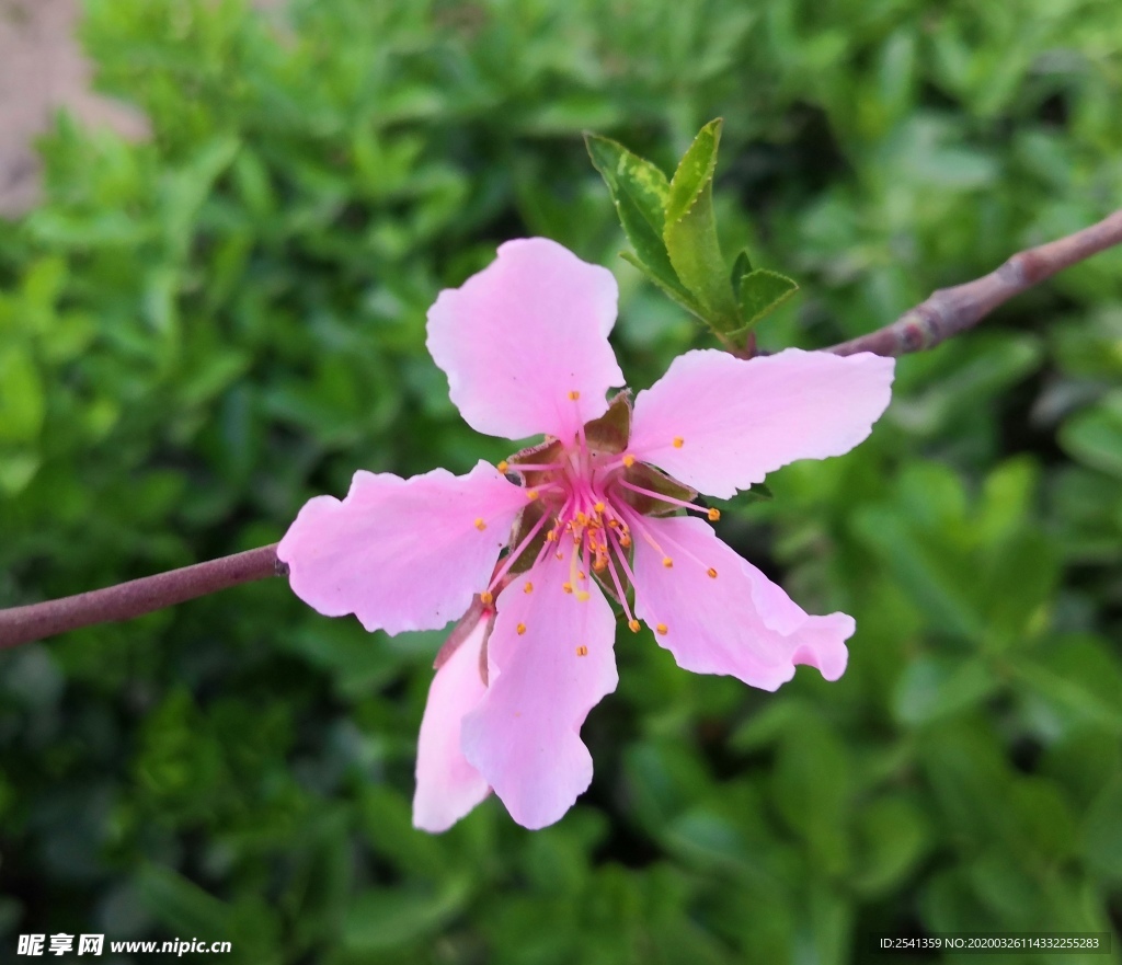 一朵花开