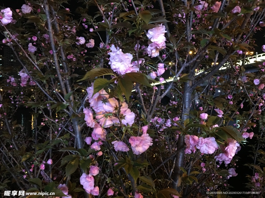 樱桃花 桃花 樱花