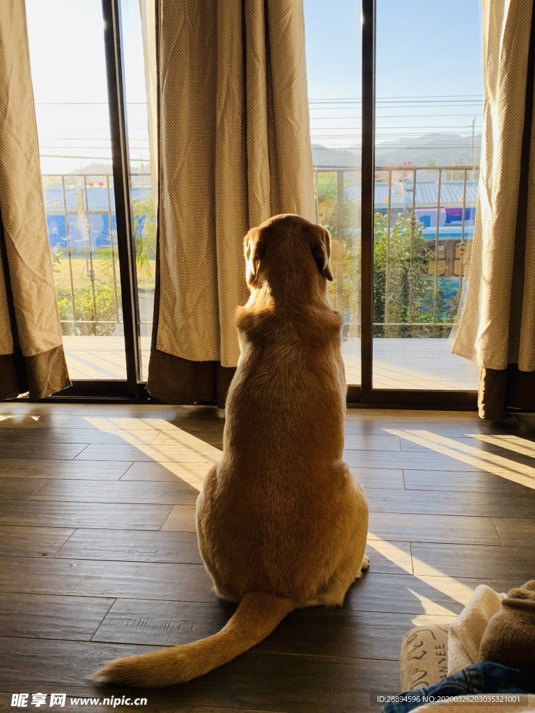 狗