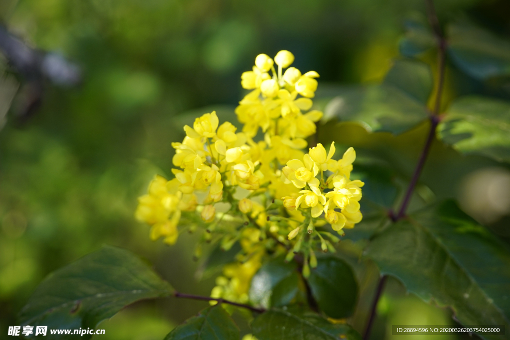 黄色 鲜花