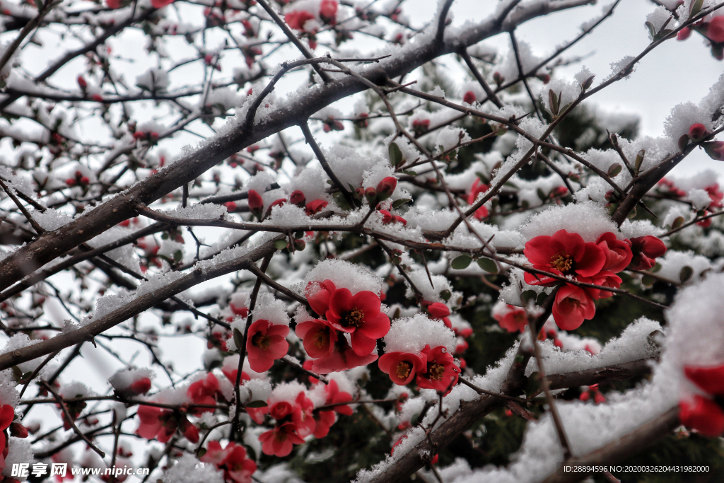 梅花雪 霜 冻结