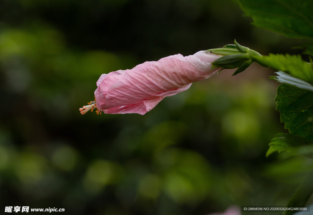 芙蓉花