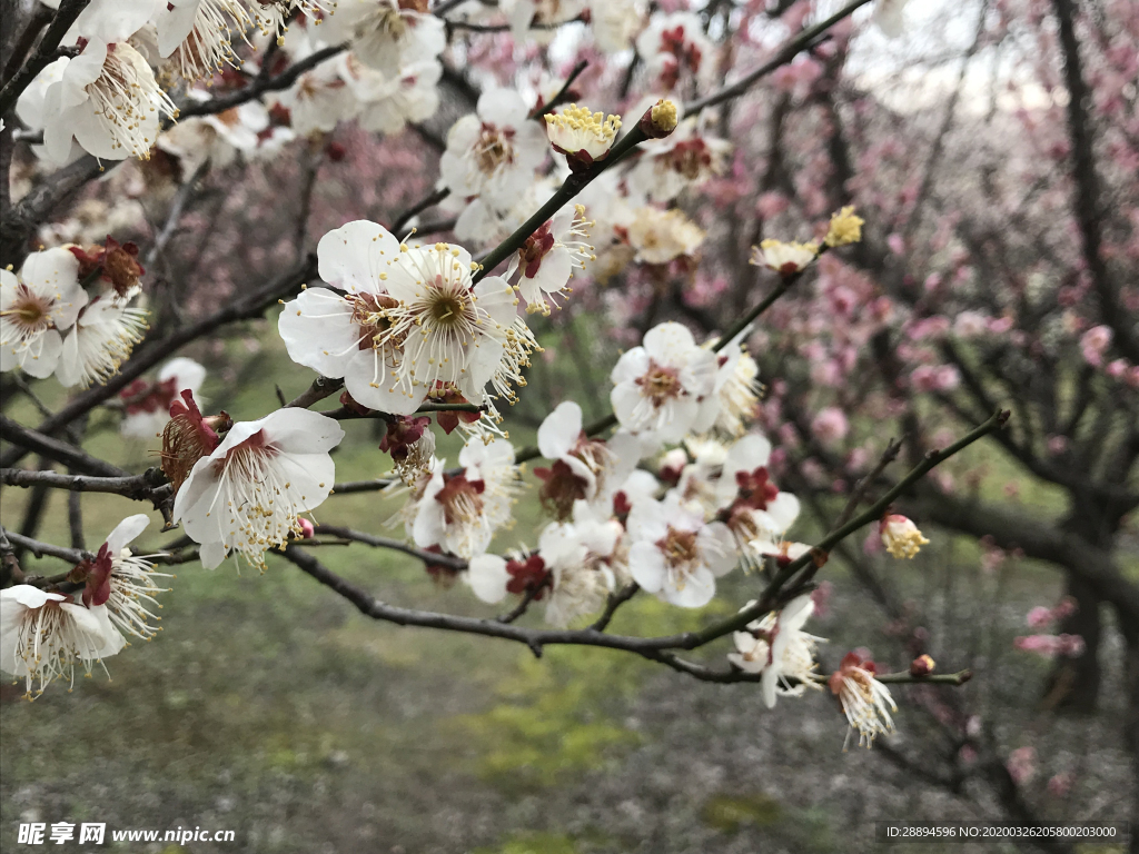 鲜花 白
