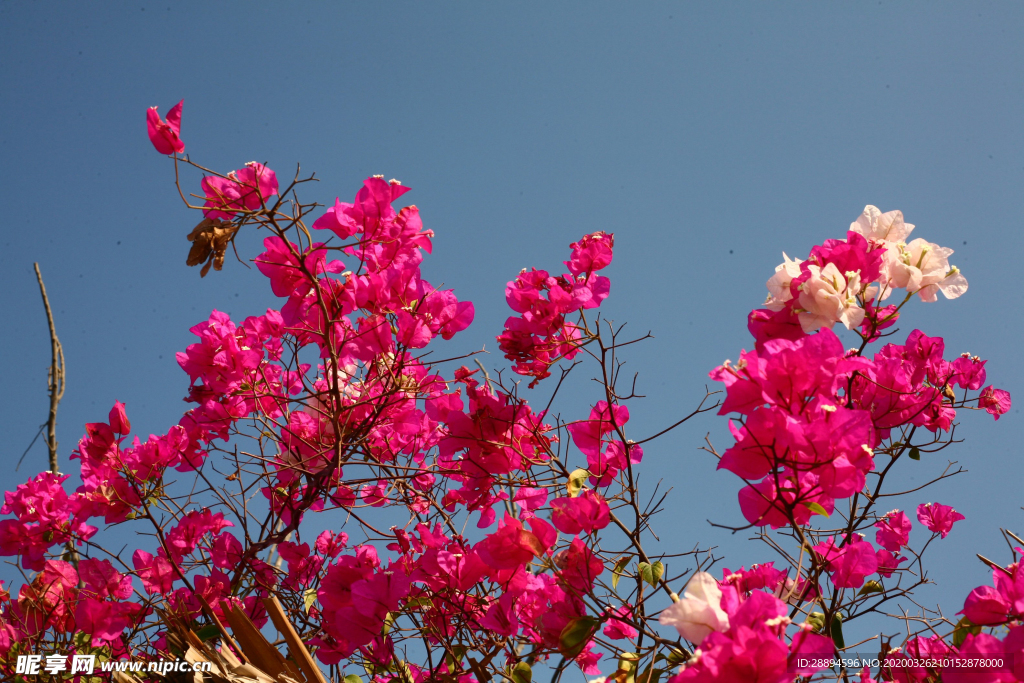 红色鲜花