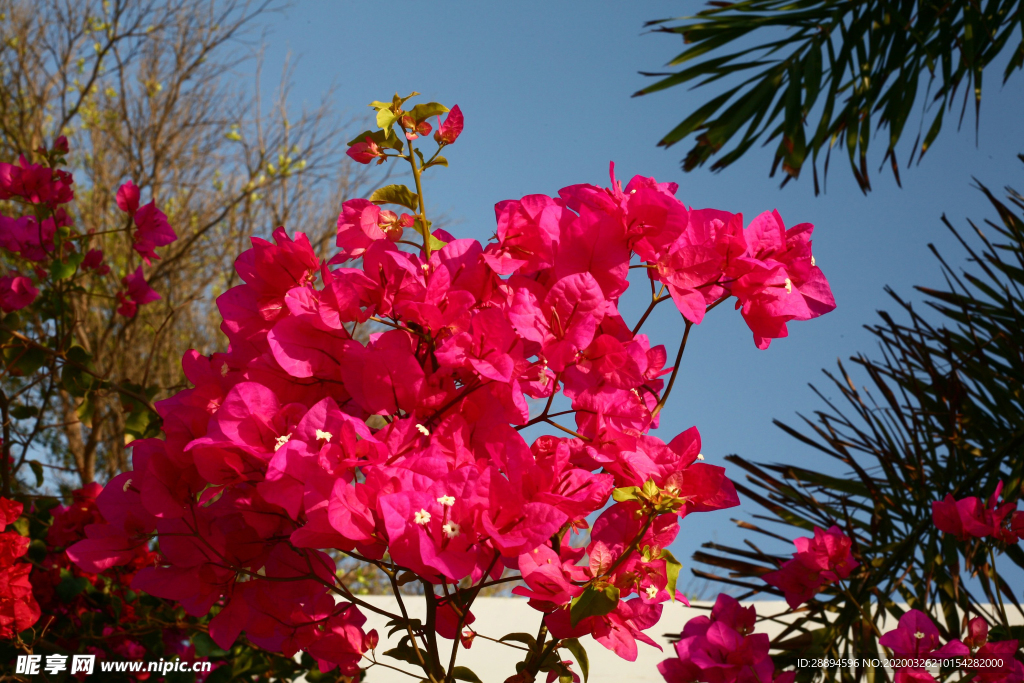 鲜花 盛开 夏天