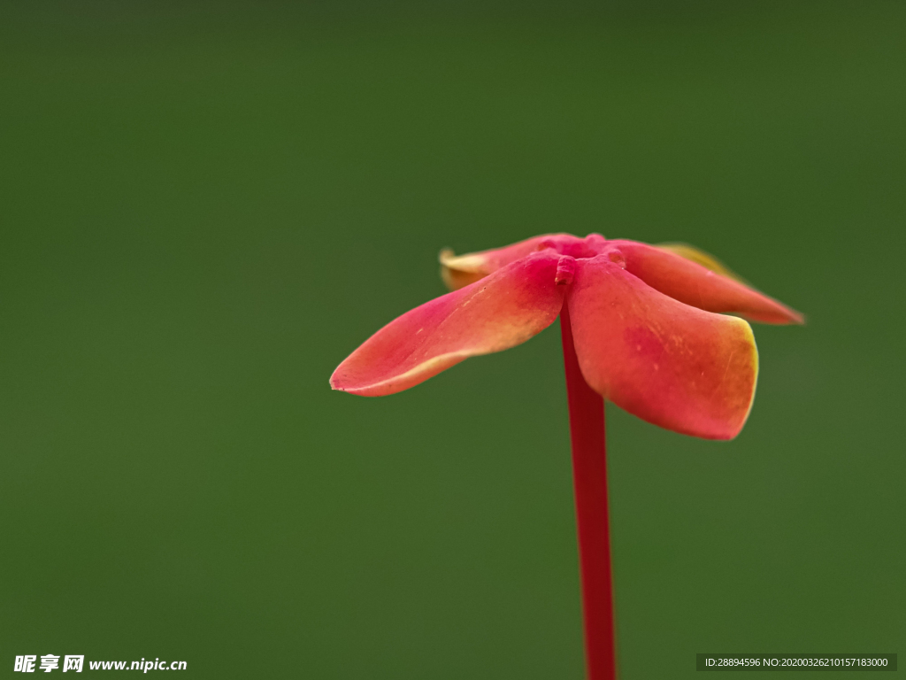 鲜花