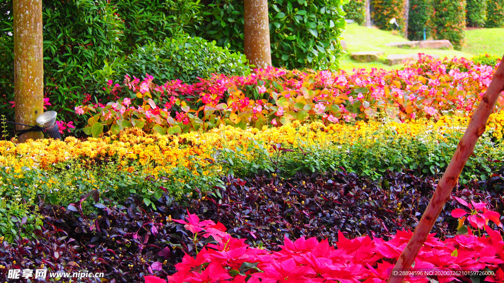 鲜花 颜色 花园 多彩