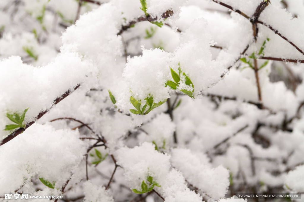 雪 春天 芽