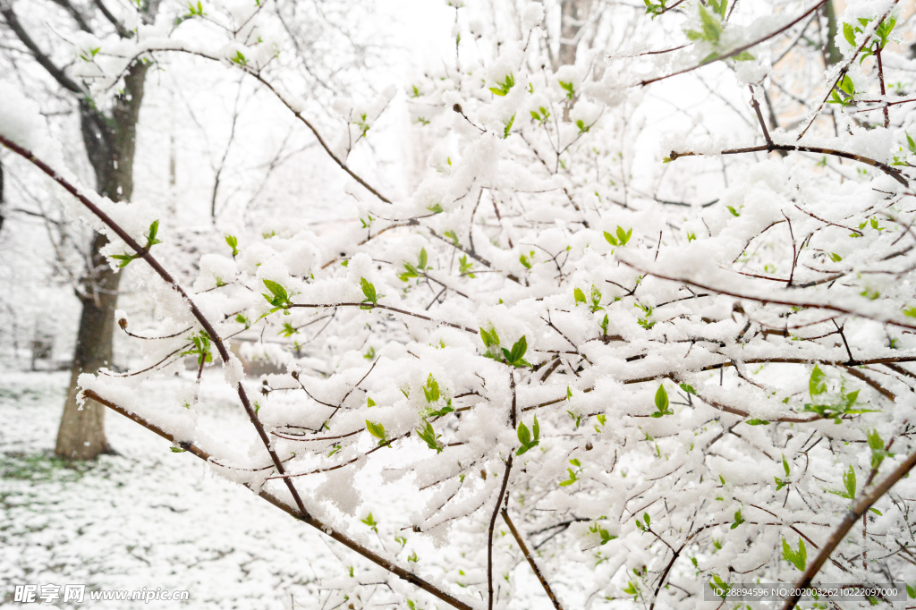 雪 春天 芽