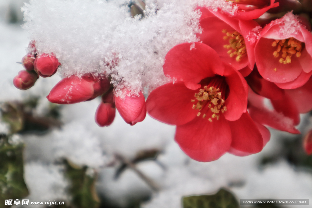 雪冻结霜鲜花