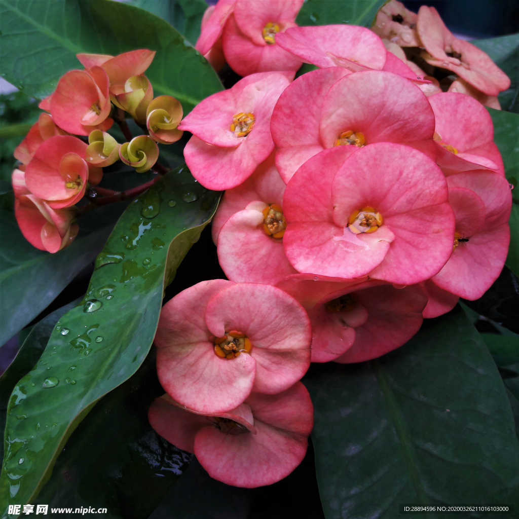 植物 自然  绿色 花朵