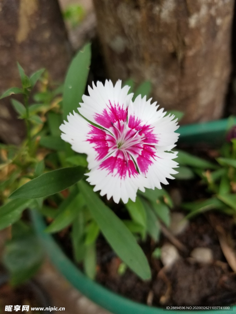 自然花朵