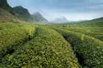 茶林