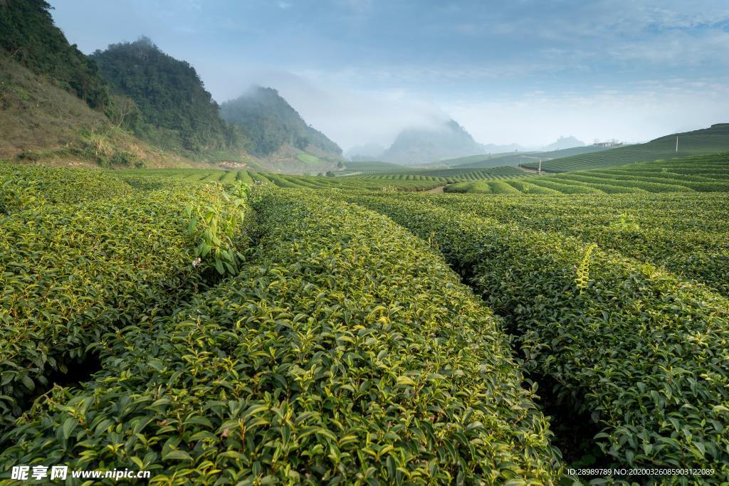 茶林
