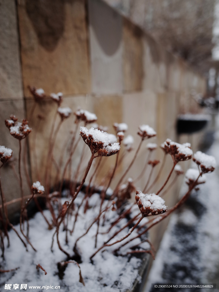 雪景