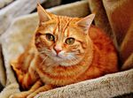 橘猫
