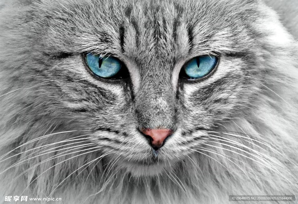 猫 小猫 眼睛 背景 动物 宠