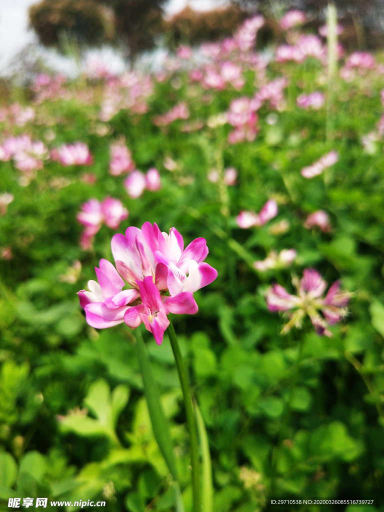 草籽花