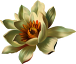 莲花