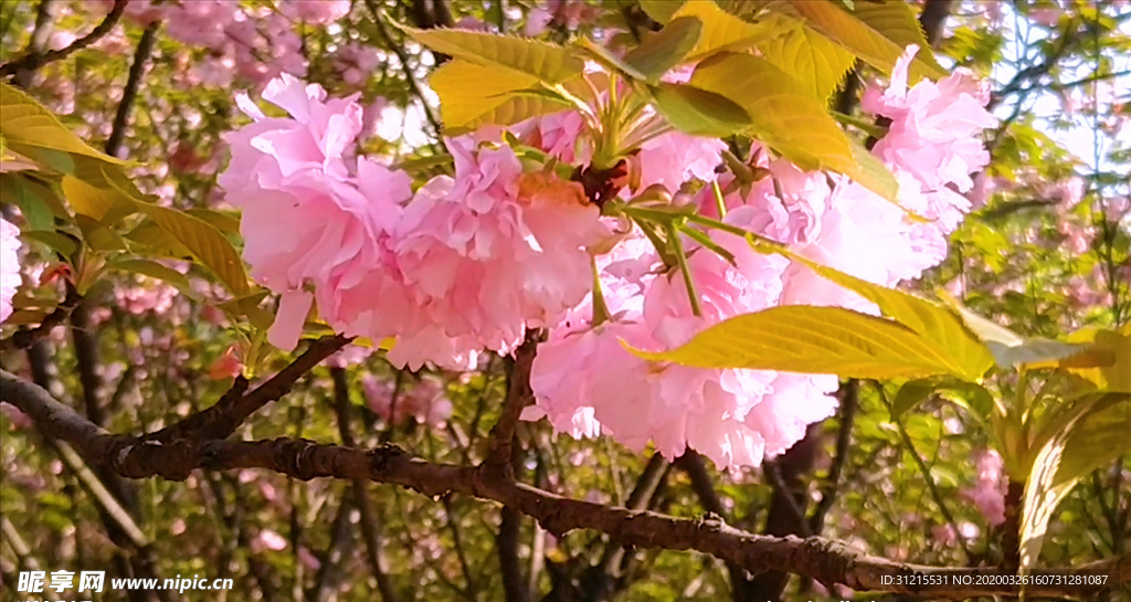 樱花特写