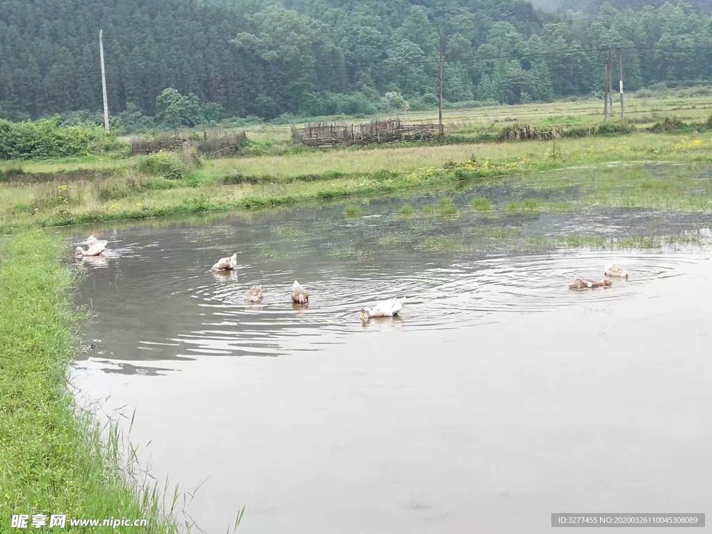 水中鸭