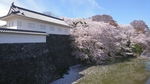 日本建筑樱花