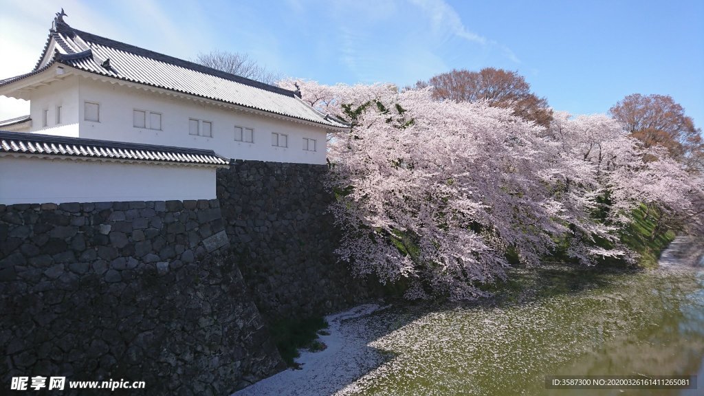 日本建筑樱花