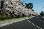 日本樱花