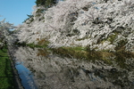 日本樱花