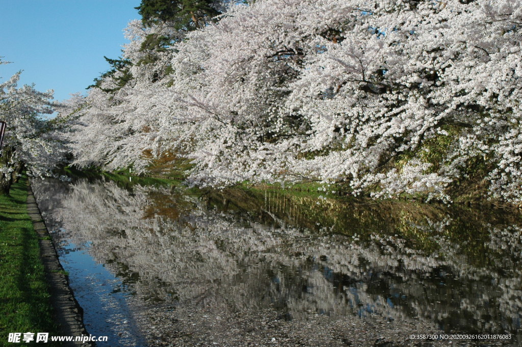 日本樱花