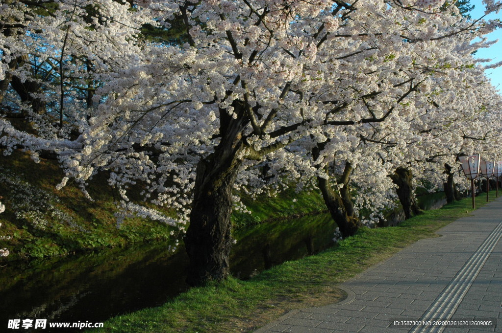 日本樱花