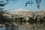 富士山樱花