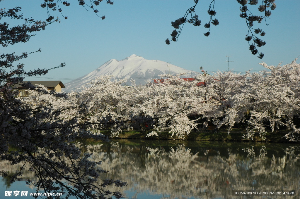 富士山樱花