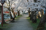 樱花大道