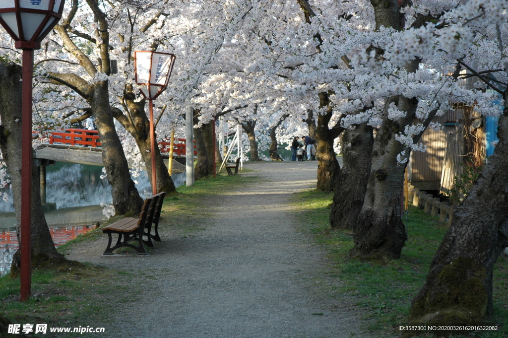 樱花大道