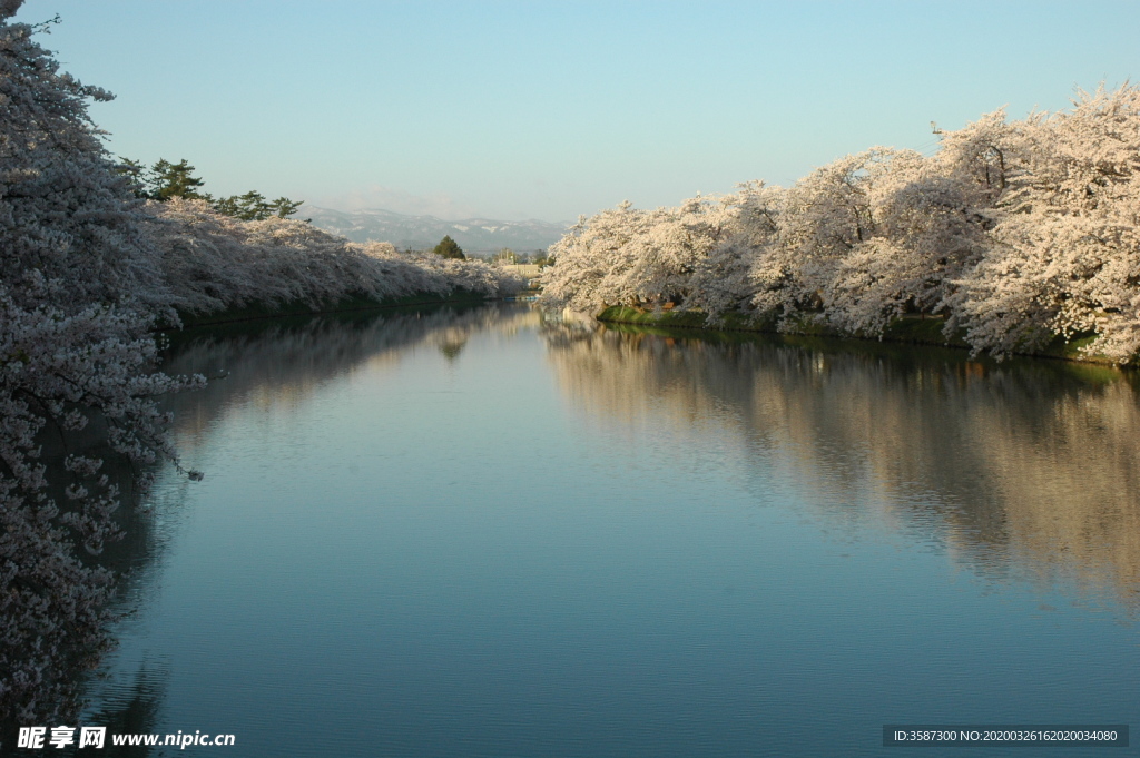 日本樱花