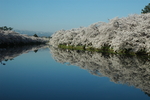 河岸樱花