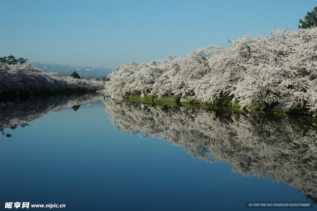 河岸樱花