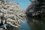 日本樱花