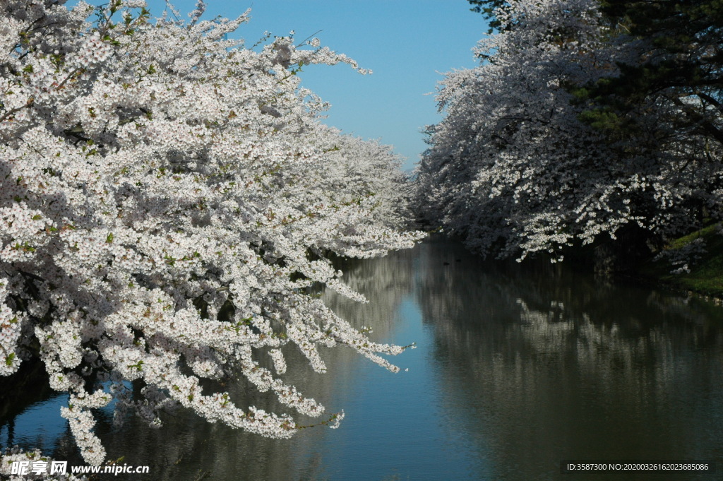 日本樱花