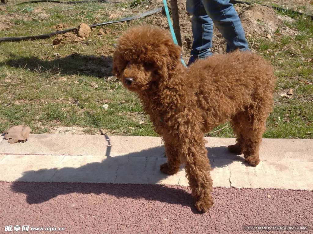 狗 泰迪犬