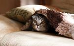 躲在毛毯下面探头的小猫