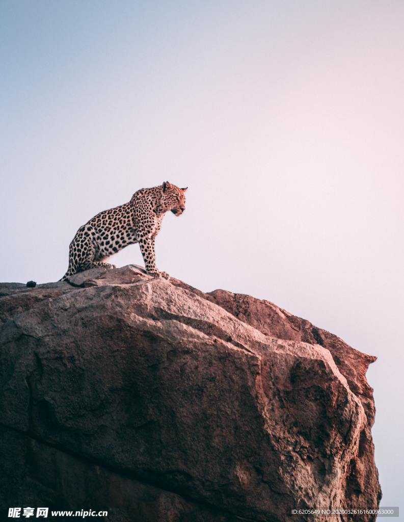 岩石上的非洲豹