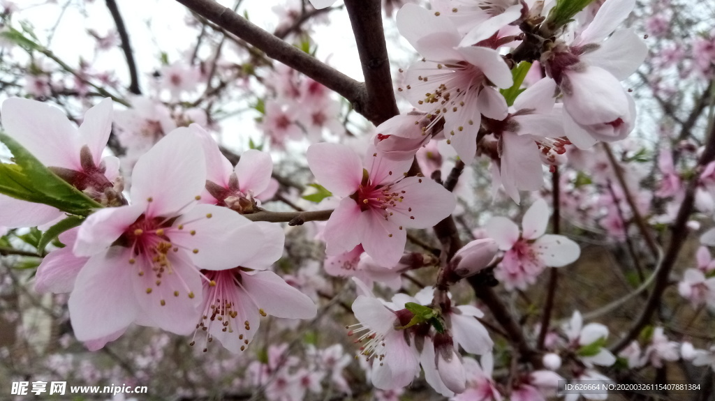 桃花