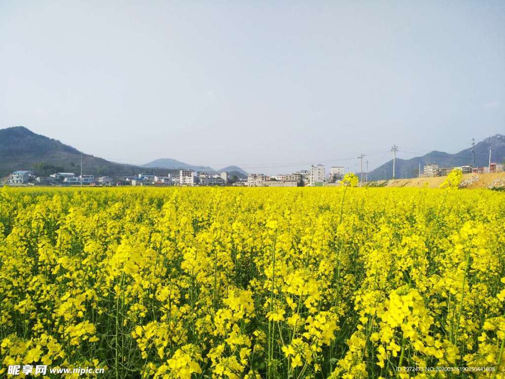 油菜田